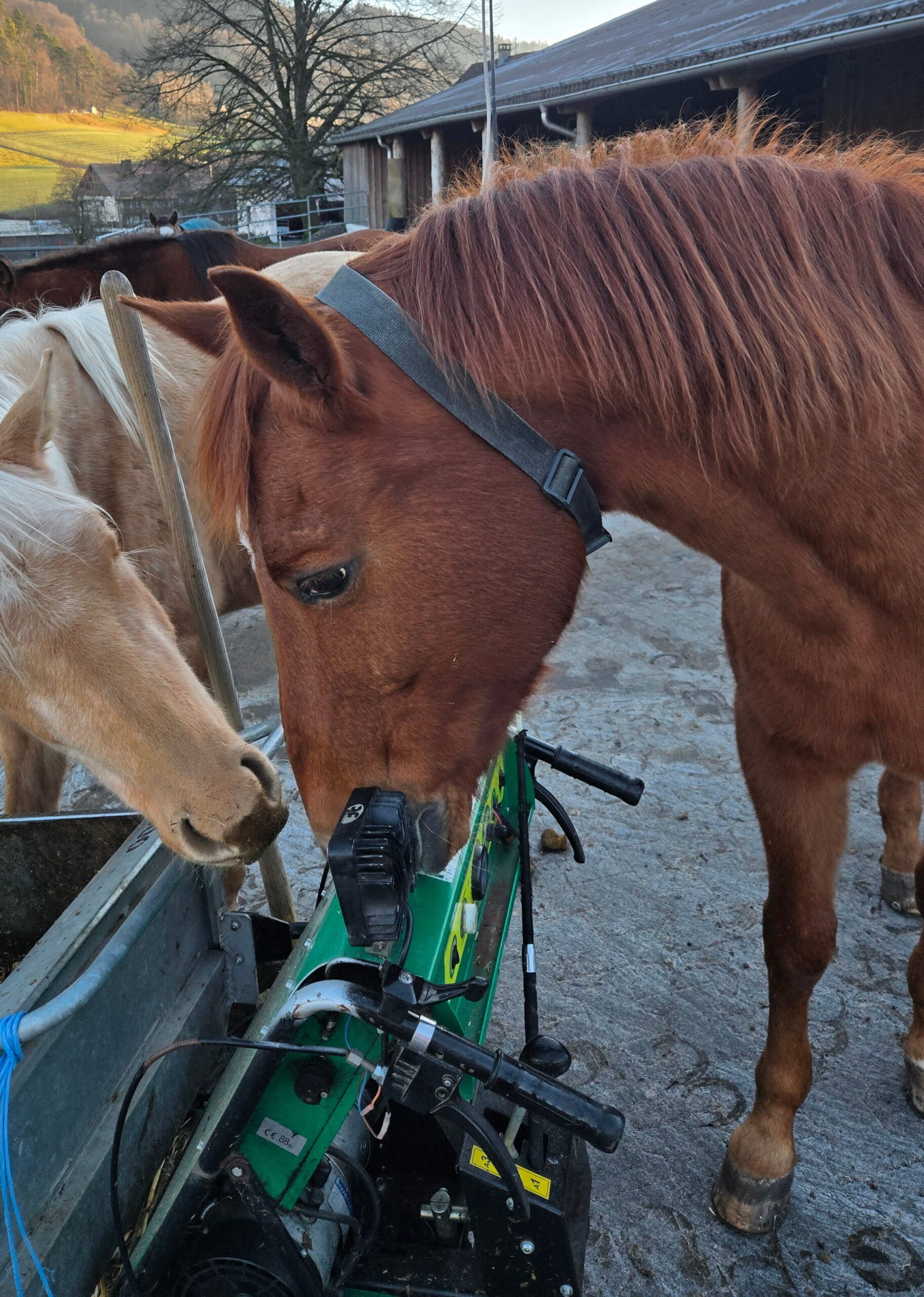 Pferd beschnuppert neugierig den Dumper Amanda