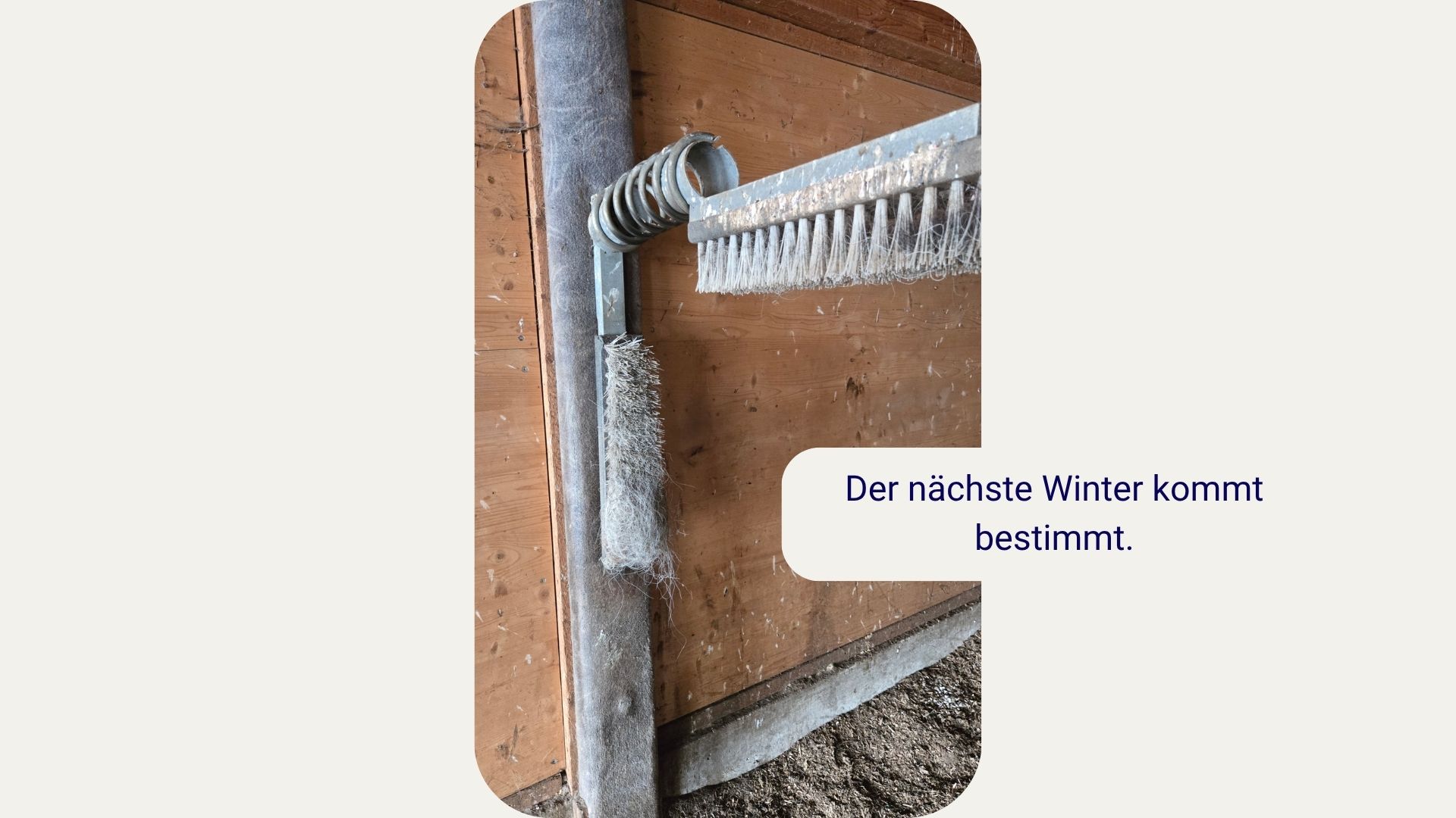 Kurze Hosen, langes Fell – das jährliche Rätsel im Stall