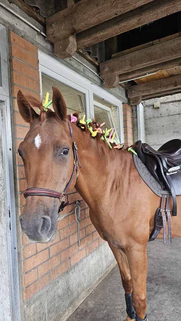 Der Wallach wurde als Hausfrau mit Lockenwicklern versehen.